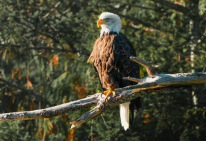 Weißkopfseeadler Vancouver Island