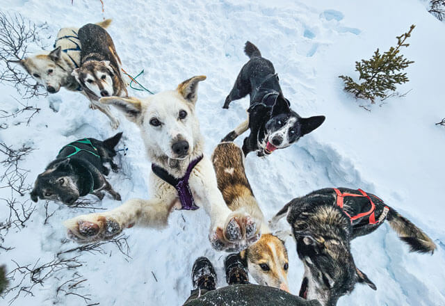 Husky Meute