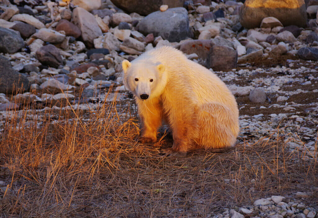 Eisbär
