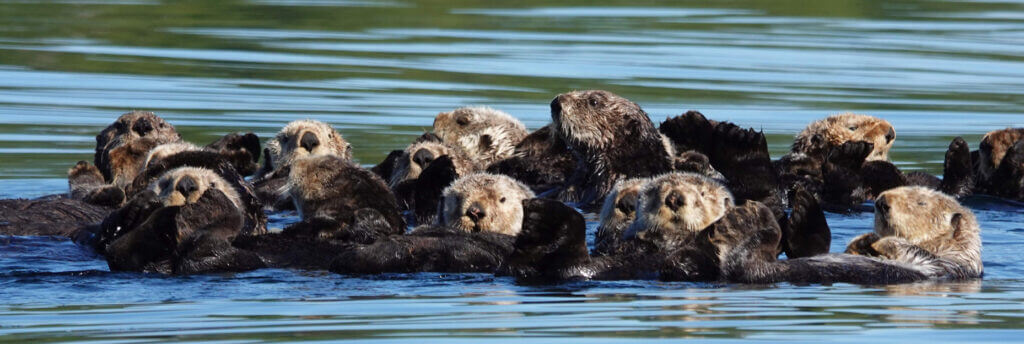 Bieber im Fluss