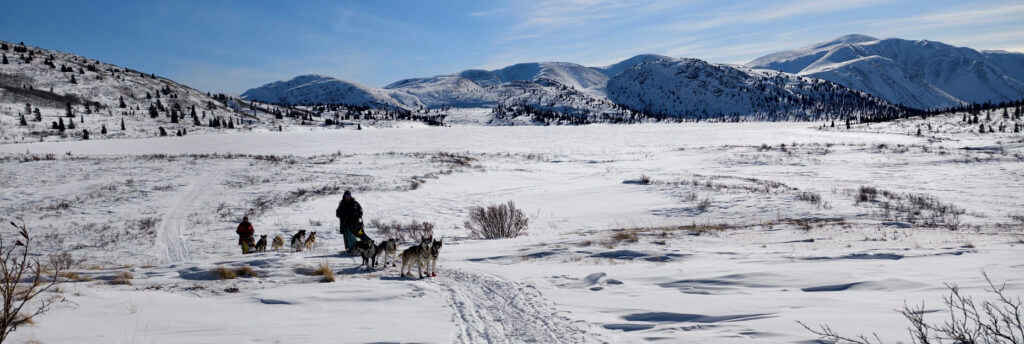 Hundeschlitten auf einer Schneelandschaft
