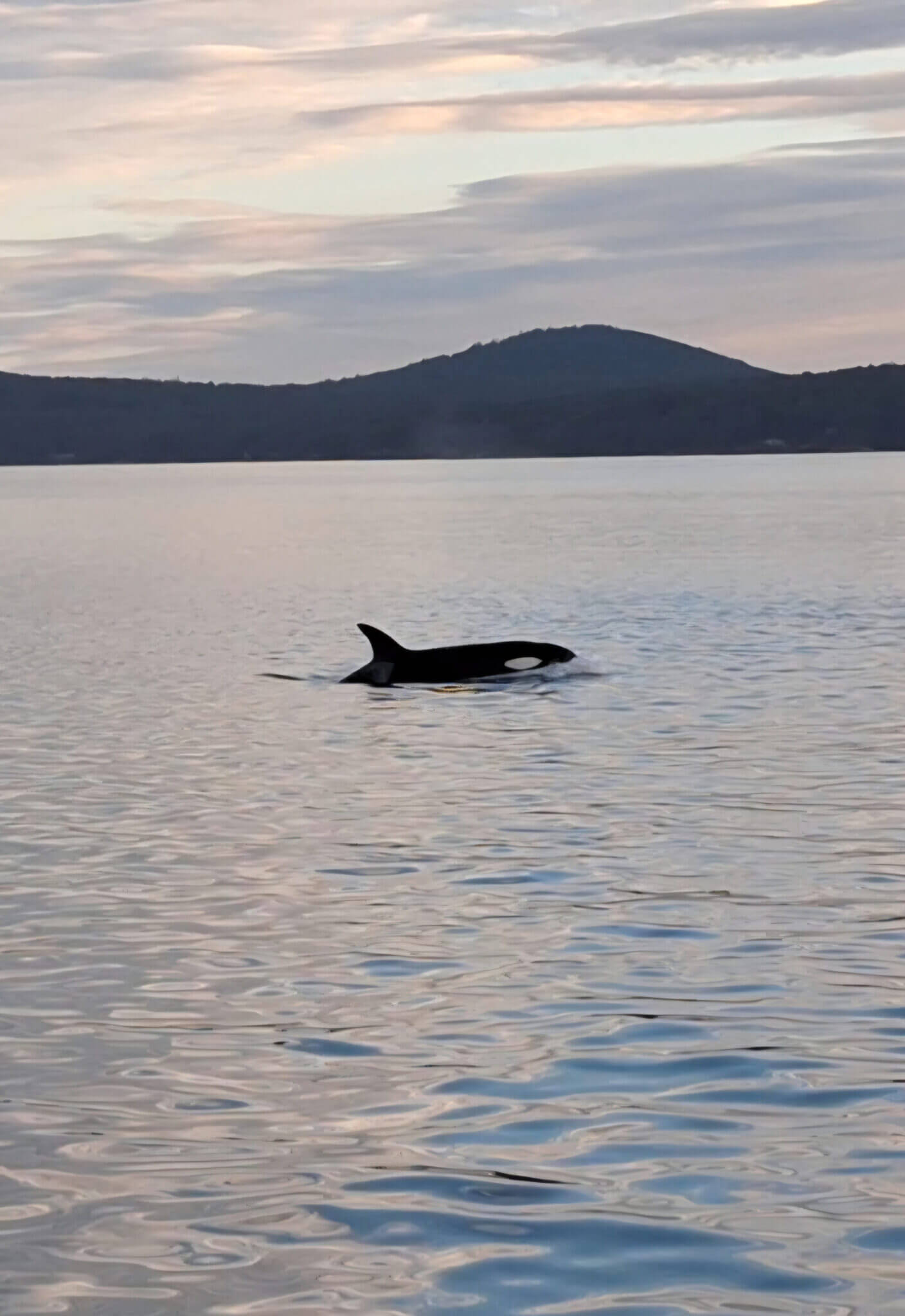 Orca vor Vancouver Island
