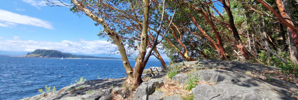 Amerikanischer Erdbeerbaum an einer felsigen Küste