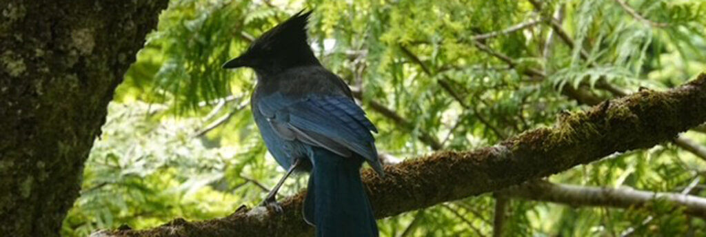 Der abgebildete Vogel ist ein Diademhäher (Cyanocitta stelleri), auch als Stellers Jay bekannt.